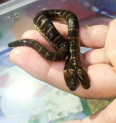 Rare two-headed snake found by fisherman in Thailand