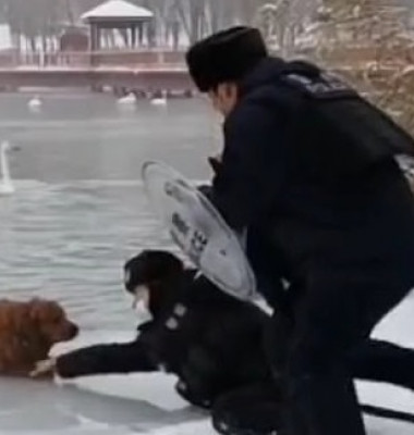 Un câine căzut în lac a fost salvat de doi polițiști