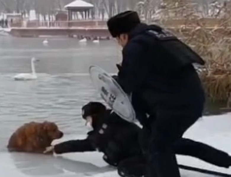 Un câine căzut în lac a fost salvat de doi polițiști