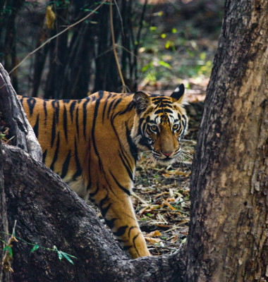 tigru surprins în Nepal, la altitudini de peste 3.200