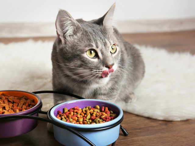 elevation Expert Bacteria Care este cea mai bună hrană pentru pisici: mâncarea uscată sau umedă? Ce  spun specialiștii