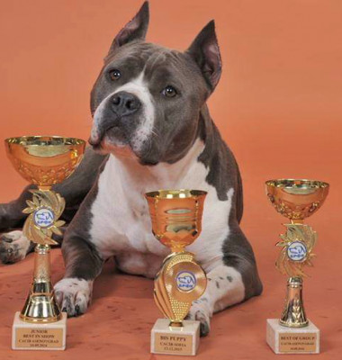 American Staffordshire Terrier 3