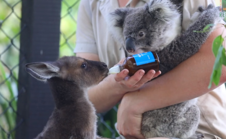 koala