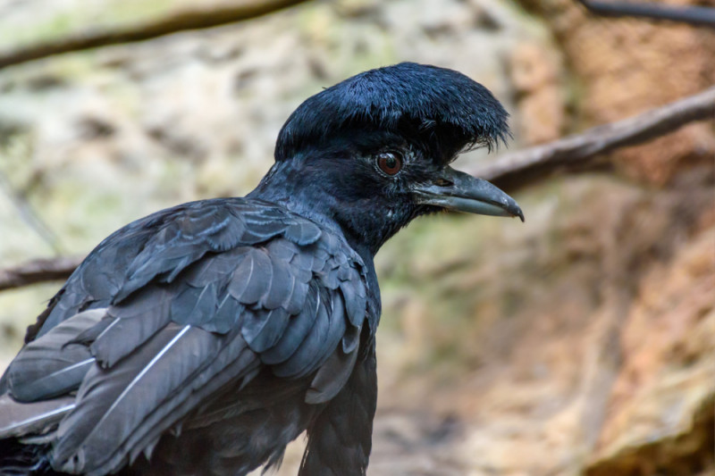 mash Embezzle itself 10 cele mai bizare păsări din lume