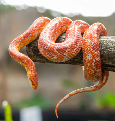 serpi animale de companie