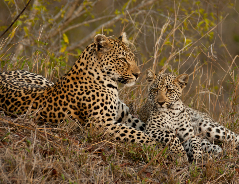 Leopard,With,Cub,Sitting,Beside,Her