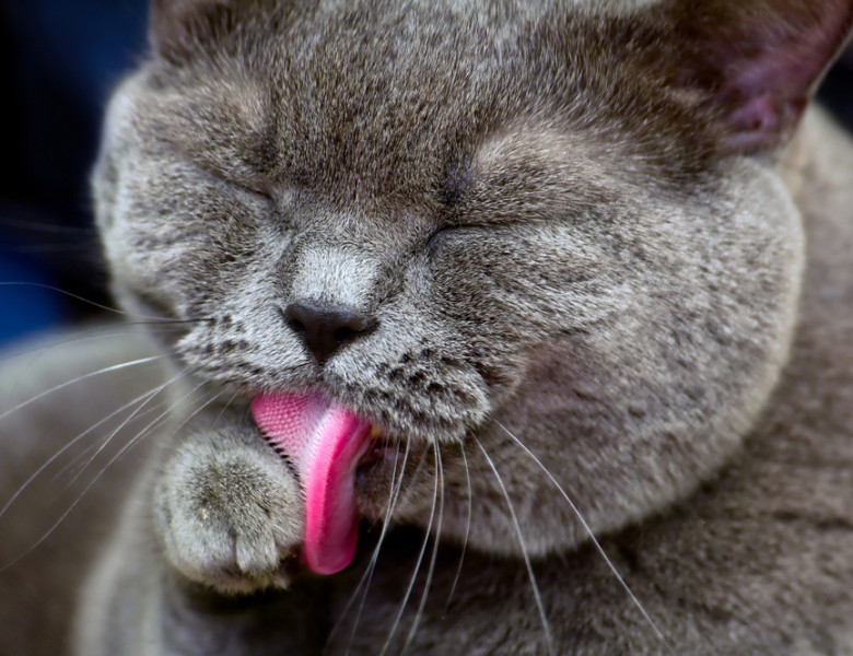 de ce au pisicile limba aspra