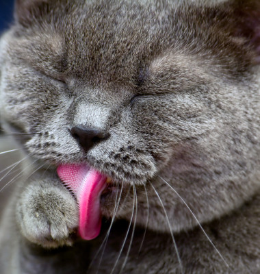 de ce au pisicile limba aspra