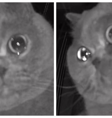 pisica in lacrimi