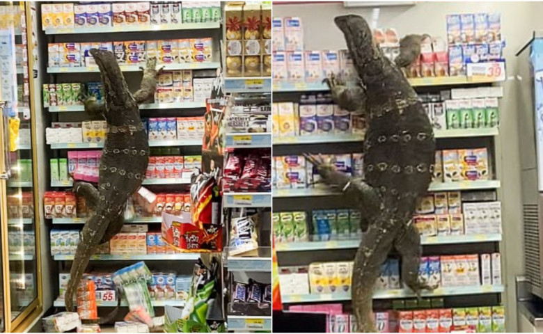 reptile