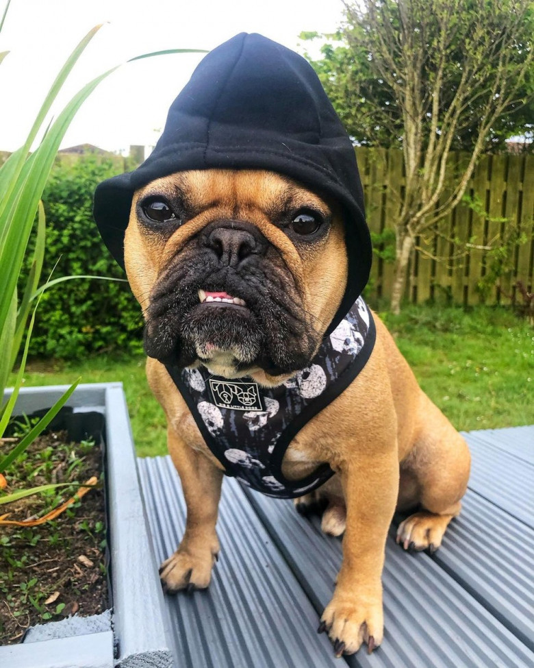 EXCLUSIVE: Meet The French Bulldog Who Is A Viral Sensation Thanks To His 'Thicc' Bottom â€“ With Owners Saying He Is Giving Kim Kardashian A Run For Her Money