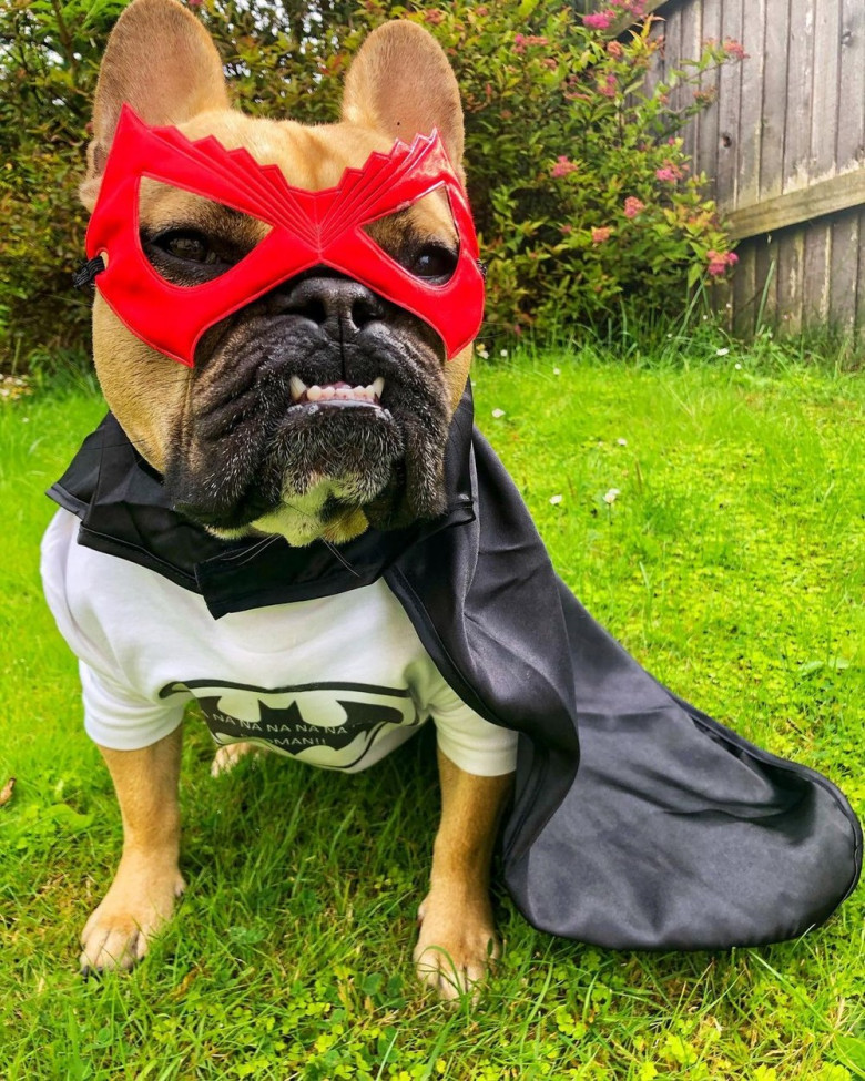 EXCLUSIVE: Meet The French Bulldog Who Is A Viral Sensation Thanks To His 'Thicc' Bottom â€“ With Owners Saying He Is Giving Kim Kardashian A Run For Her Money