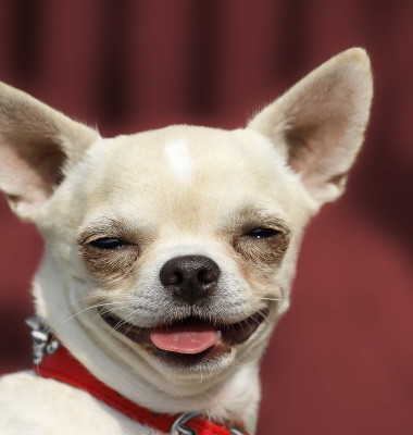 Dog,Chihuahua,Head,Portrait,-,Short-haired,-,Red,Background