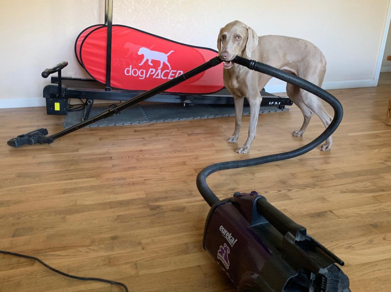 POOCHES HELP WITH CHORES