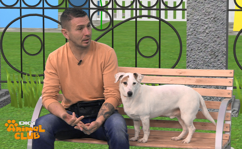 digi-animal-club-dresaj-canin