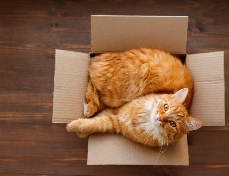 Ginger,Cat,Lies,In,Box,On,Wooden,Background.,Fluffy,Pet