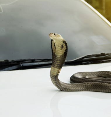 Snake,Monocled,Siamese,Cobra,(,Naja,Kaouthia,),On,The