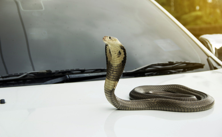 Snake,Monocled,Siamese,Cobra,(,Naja,Kaouthia,),On,The