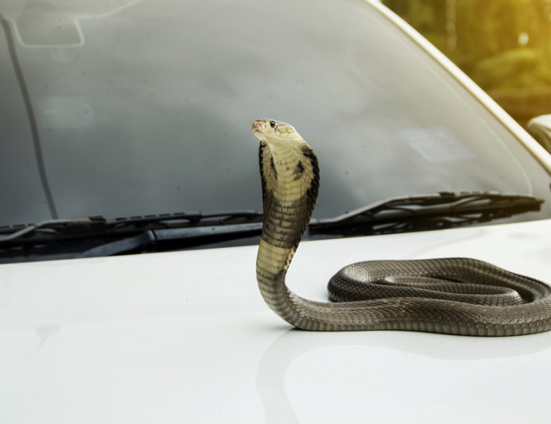 Snake,Monocled,Siamese,Cobra,(,Naja,Kaouthia,),On,The