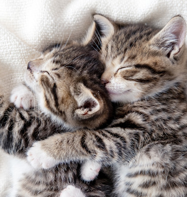 Two,Small,Striped,Domestic,Kittens,Sleeping,Hugging,Each,Other,At