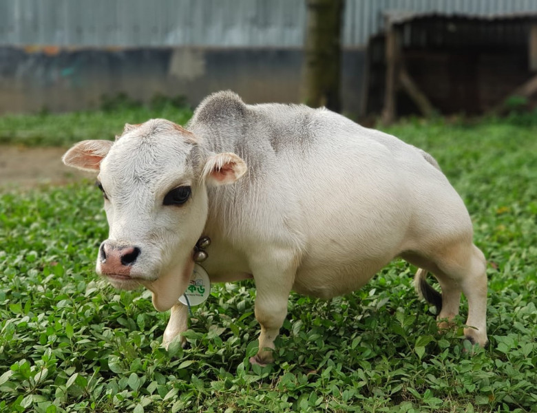 cea mai mica vaca din lume (4)