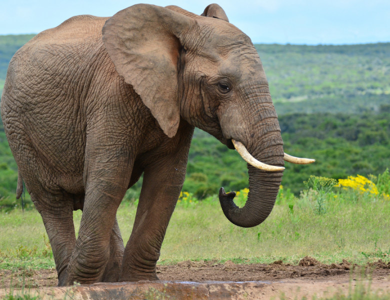 African,Elephant,At,A,Watering,Hole