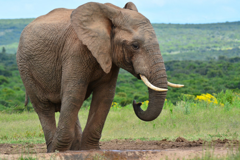 African,Elephant,At,A,Watering,Hole