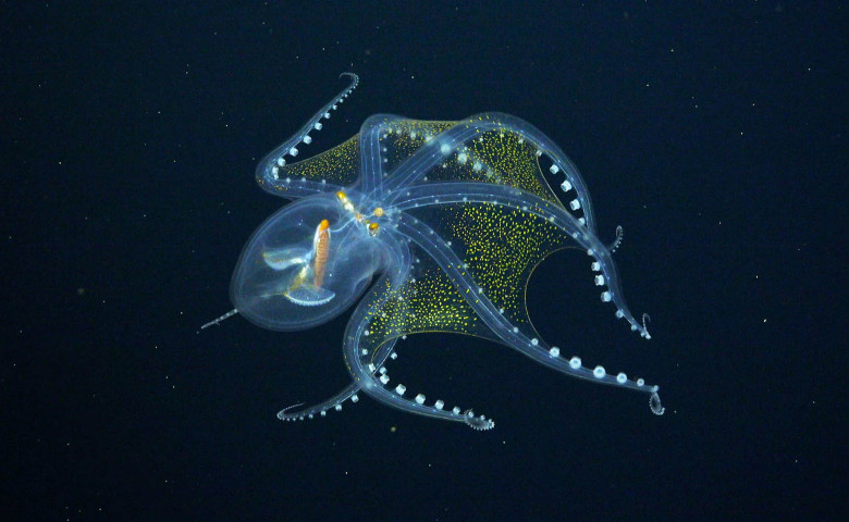 caracatita de sticla