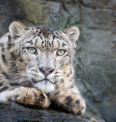 Closeup,Up,Of,An,Adult,Snow,Leopard,,Panthera,Uncia.