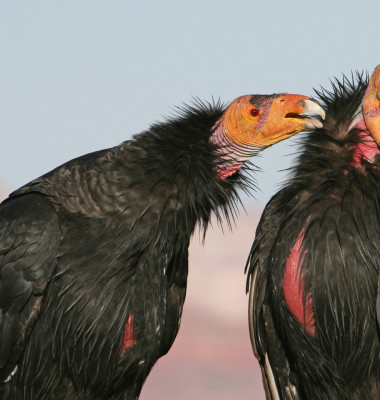 The,California,Condor,Is,A,New,World,Vulture,,The,Largest