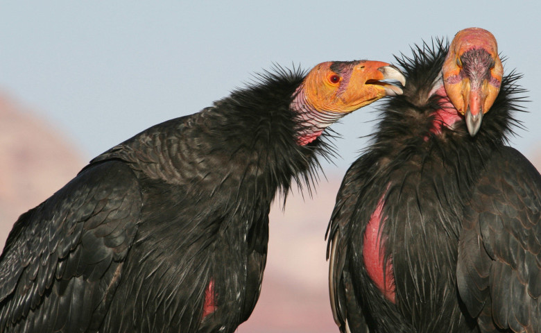 The,California,Condor,Is,A,New,World,Vulture,,The,Largest