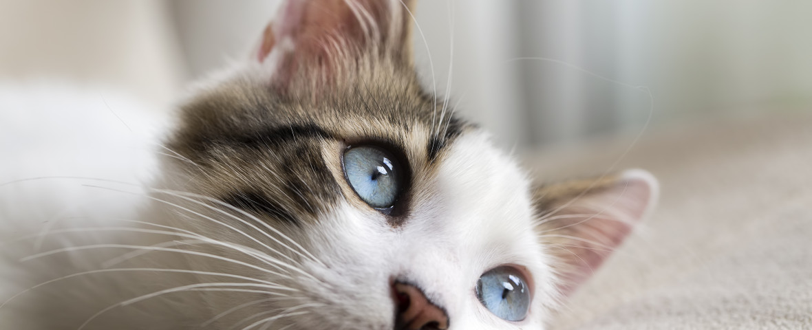 Blue,Eyed,Cat