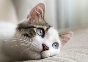 Blue,Eyed,Cat
