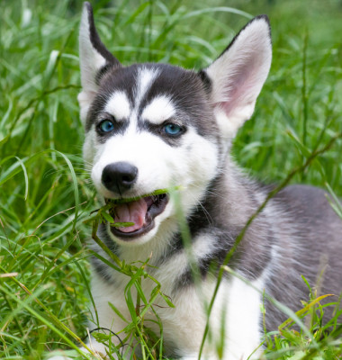 Cute,Siberian,Husky,Puppy,In,A,Meadow,Eating,Grass