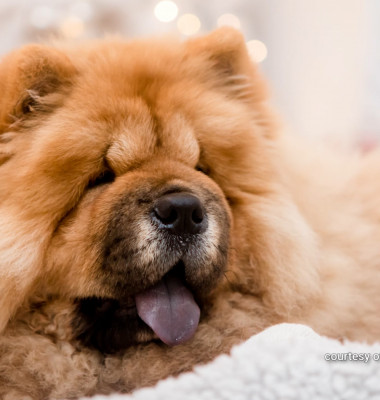 digi-animal-club-chow-chow 8 (2)