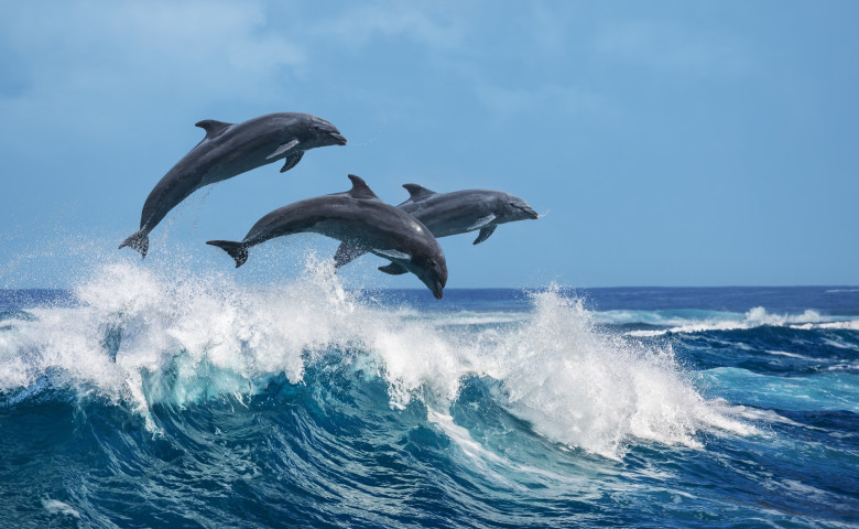delfini