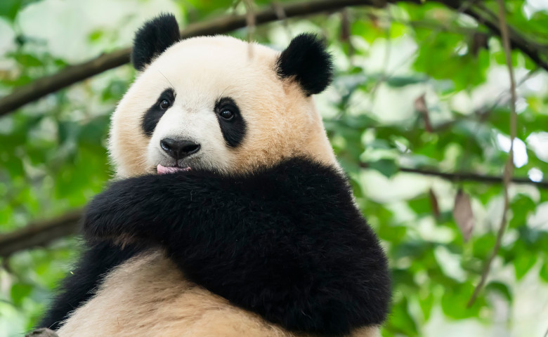 Giant,Panda,Over,The,Tree.