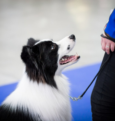 Black,And,White,Border,Collie,On,A,Dog,Show,With