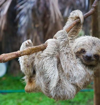 Sloths,In,Rescue,Centre,In,Costa,Rica,San,Jose