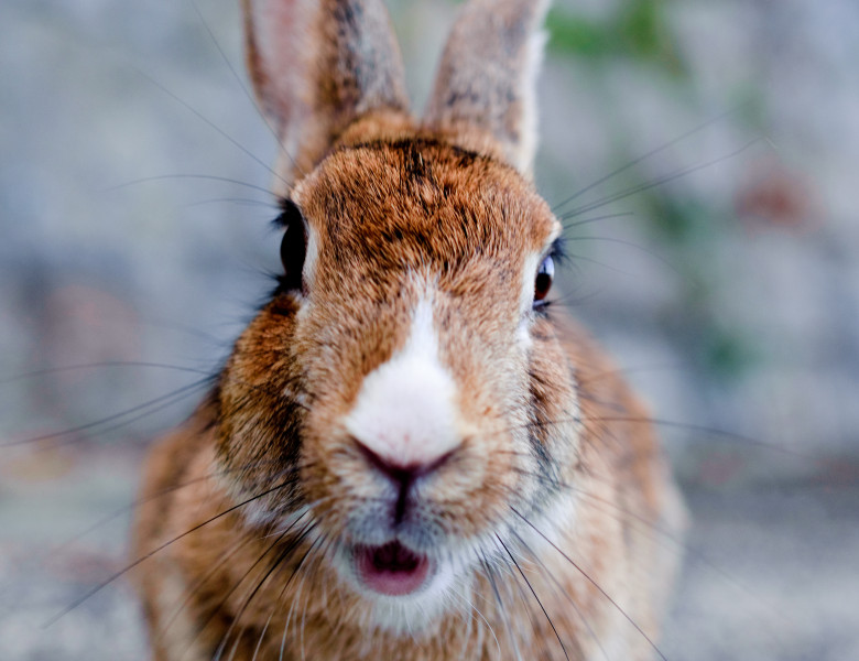 Cute,Wild,Bunny,Rabbits,In,Japan's,Rabbit,Island,,Okunoshima