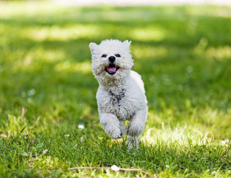 Bichon,Frise,Running,In,The,Park