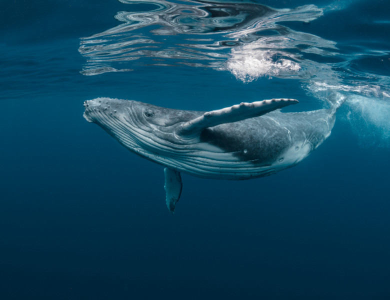 A,Baby,Humpback,Whale,Plays,Near,The,Surface,In,Blue