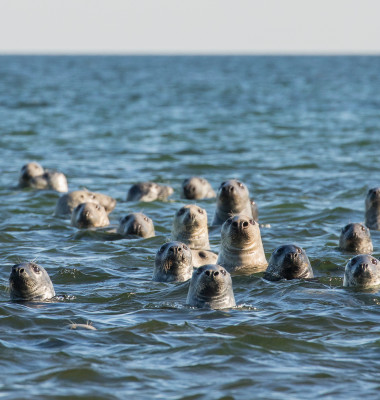 Tamisa londoneză continuă să adăpostească o populație impresionantă de foci