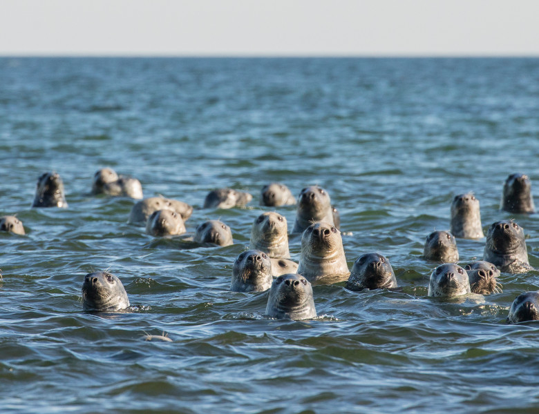 Tamisa londoneză continuă să adăpostească o populație impresionantă de foci