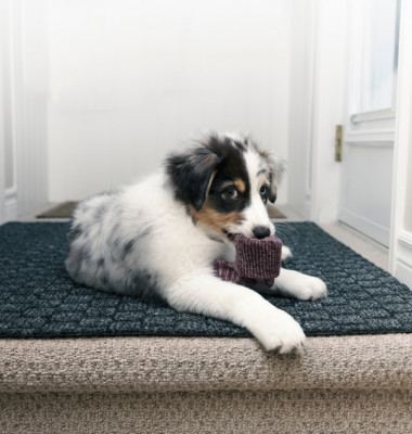 Eye-level,View,Of,Australian,Shepherd,Puppy,Looking,Guilty,While,Chewing