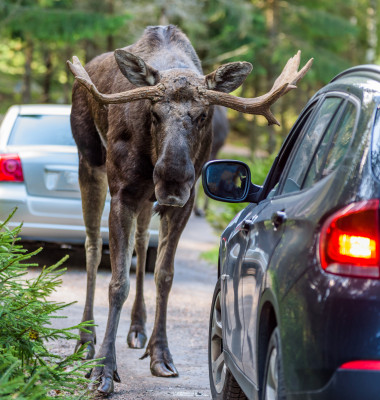 Moose,Bull,Looking,Into,A,Car,While,Standing,In,Its