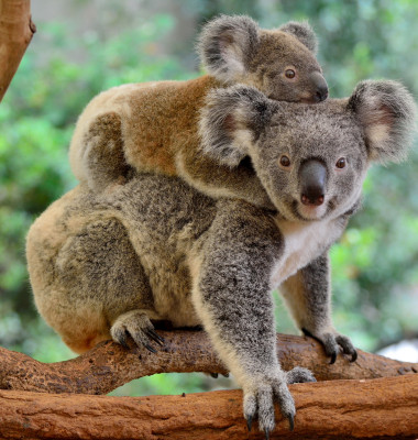 Mother,Koala,With,Baby,On,Her,Back,,On,Eucalyptus,Tree.