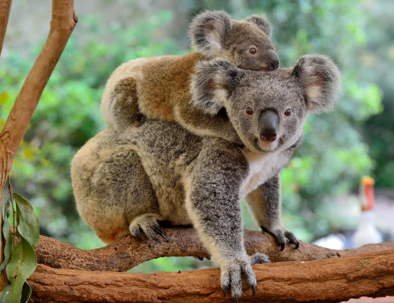 Mother,Koala,With,Baby,On,Her,Back,,On,Eucalyptus,Tree.