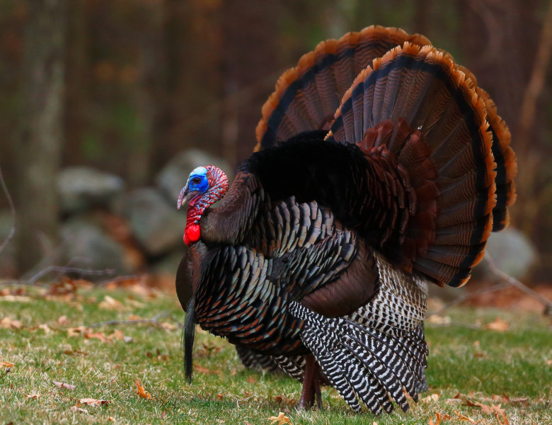 Wild,Turkey,With,Open,Wings,In,The,Woods,In,Massachusetts