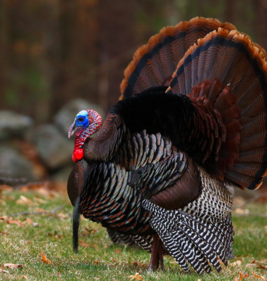 Wild,Turkey,With,Open,Wings,In,The,Woods,In,Massachusetts